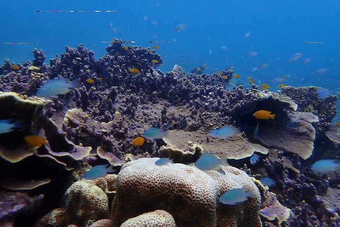 Racha and Coral With Speed Boat Scuba Diving With Photo/Video - The Sum Up