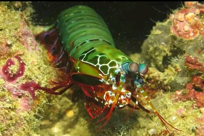 Racha Noi and Racha Yai Dive Trip From Phuket - Pricing and Guarantee