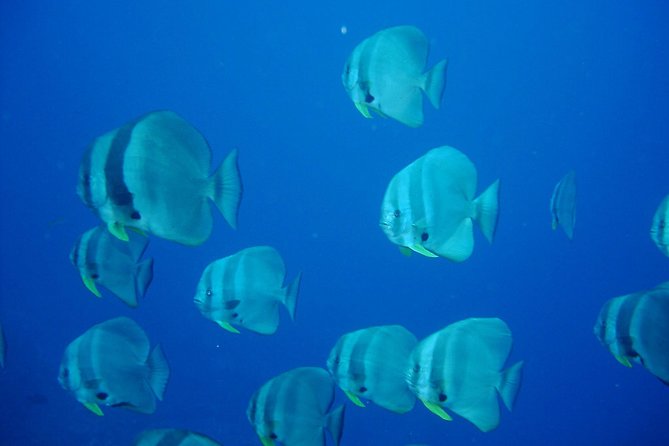 Racha Noi and Racha Yai Dive Trip From Phuket - Whats Included