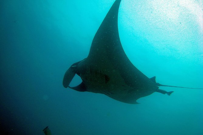 Racha Noi and Racha Yai Dive Trip From Phuket - The Sum Up