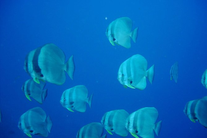 Racha Yai Dive Trip From Phuket - Inclusions and Amenities