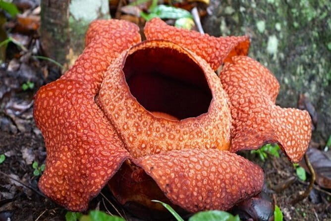 Rafflesia Trek Seekers at Perak (from KL) - Returning to Kuala Lumpur: Easy and Relaxed