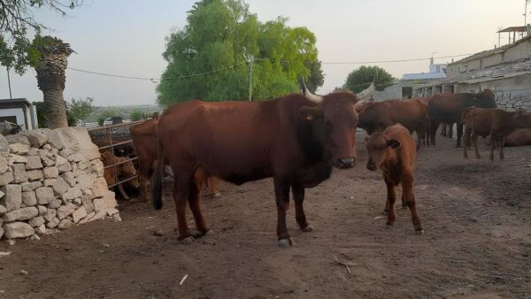 Ragusa: Ricotta Making Expereince at a Farm With Dinner - Important Information
