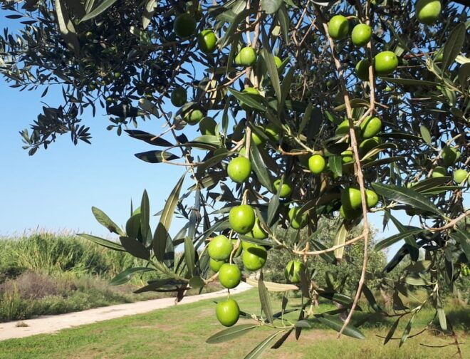 Ragusa: Sicilian Baroque Tour With Wine & Gourmet Food - Accessibility Features