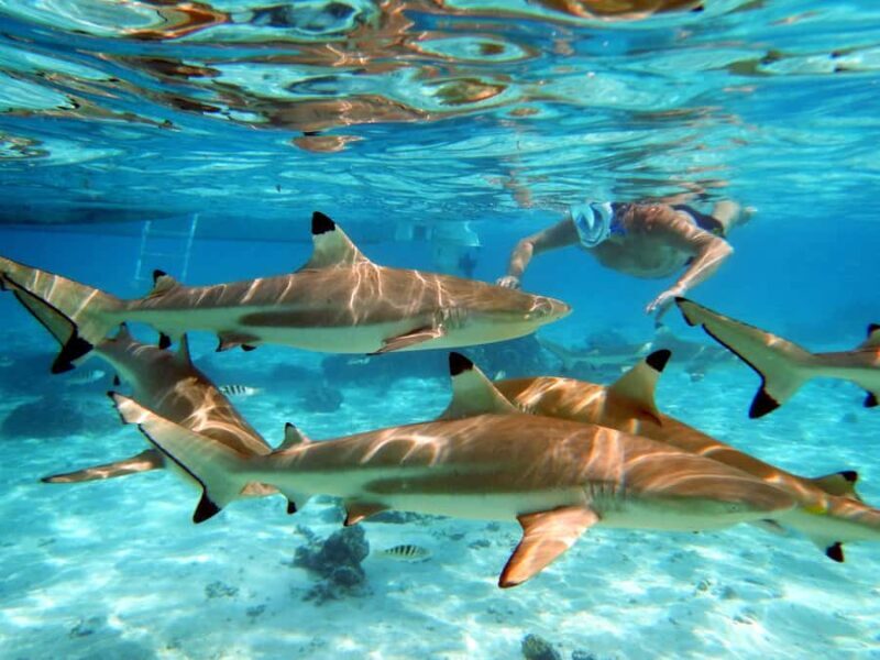 Raiatea: Boat tours and swimming around Tahaa Island. - What Makes This Tour Valuable