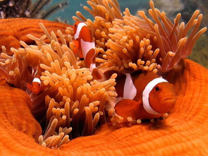 RAID Open Water 20 Diver Course 3-Days | Kota Kinabalu - The Experience and Why It’s Worth It