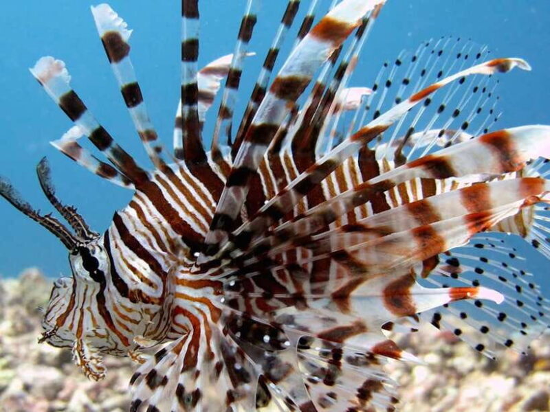 RAID Open Water 20 Diver Course 3-Days | Kota Kinabalu - FAQ