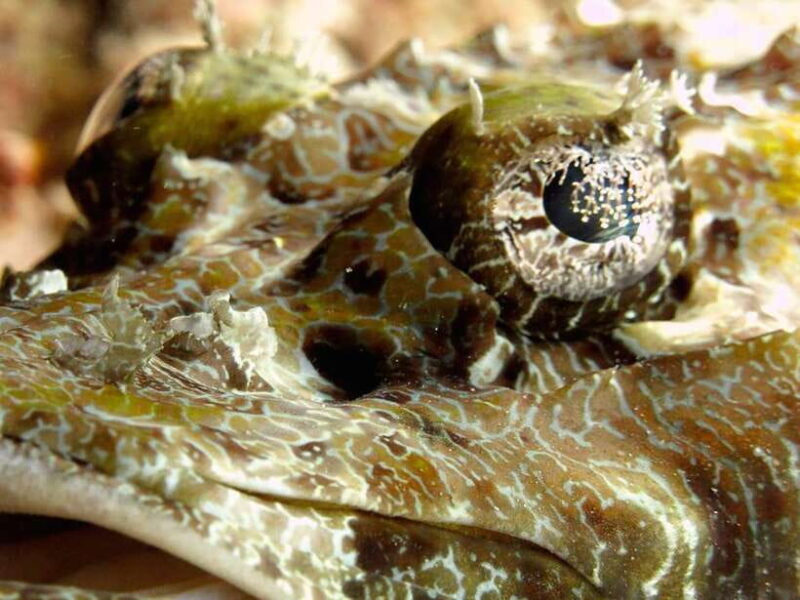 RAID Open Water 20 Diver Course 3-Days | Kota Kinabalu - Introduction