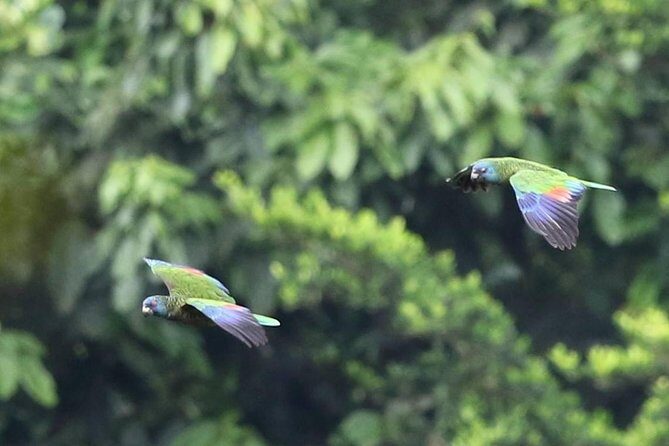 Rain forest and Bird watching - Good To Know
