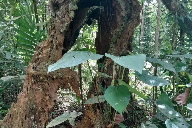 Rain forest and Bird watching - The Sum Up