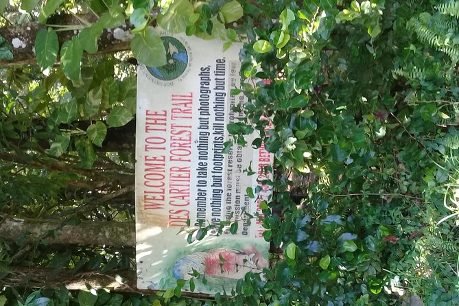 Rain Forest and Bird Watching - Learning About Trees and Plants