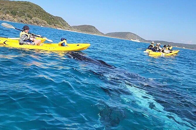 Rainbow Beach: Whale Watching Ocean Kayak Tour & Beach 4X4 - Who Will Love This Experience?