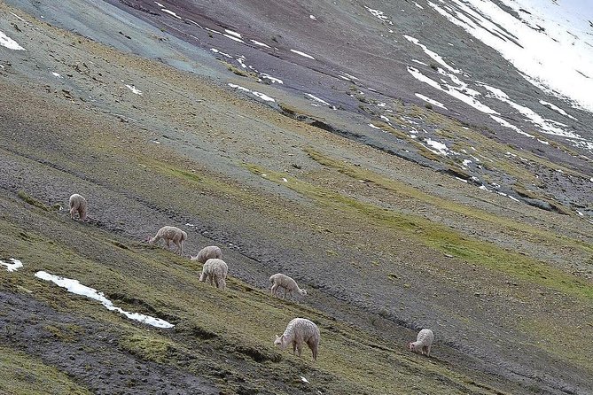 Rainbow Mountain (Palccoyo) By Car - Why Choose to Visit by Car