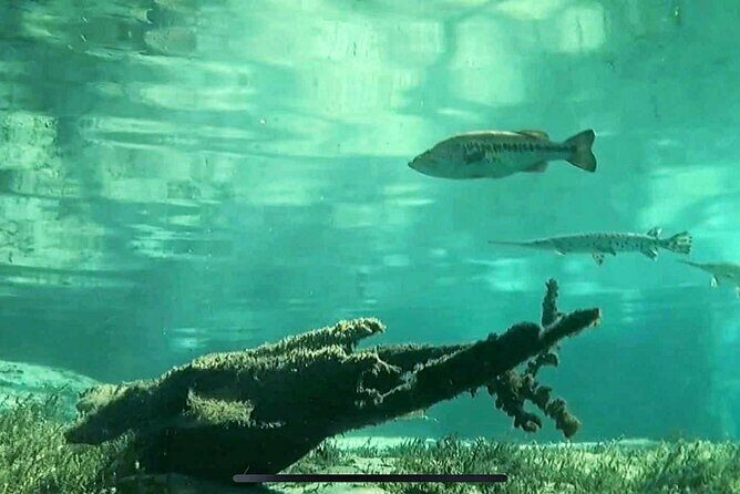 Rainbow River: 8AM & 3PM Snorkel or Scenic Wildlife Cruise - Who Should Consider This Tour?