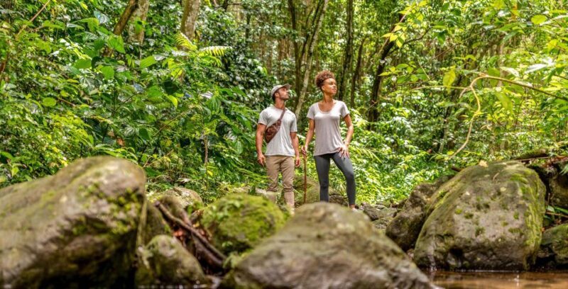 Rainforest Adventure - Why This Tour Is Worth Considering