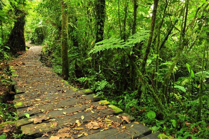 Rainforest Adventures in Costa Rica Aerial Tram Tour Braulio Carrillo - Tour Details and Booking Information