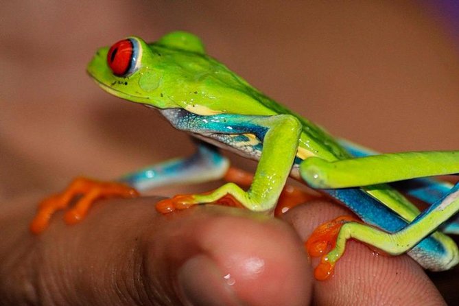 Rainforest Bijagua Ranas Costa Rica Excursions Travels - Traveler Information