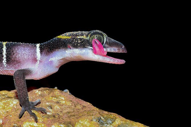 Rainforest Camping in Kudremukh National Park - What’s Included in the Tour?