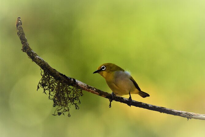Rainforest Camping in Kudremukh National Park - Authentic Encounters and Real Experiences