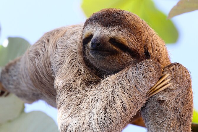 Rainforest Combo - Chocolate - Coffee - Sloths - Rio Celeste - Good To Know