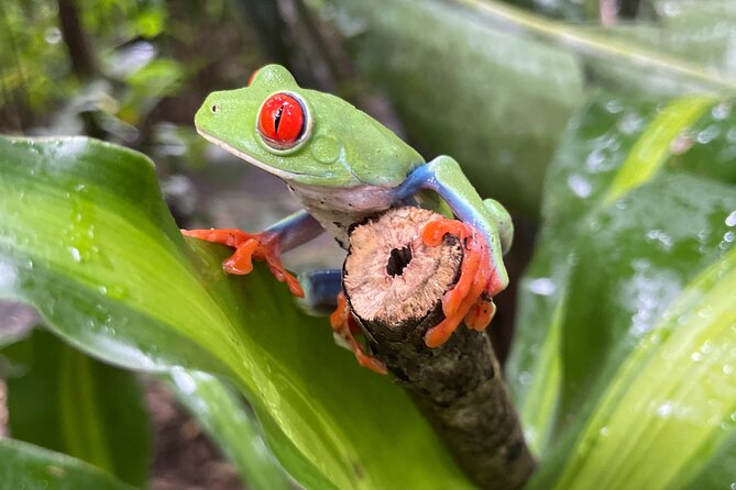 Rainforest Combo - Chocolate - Coffee - Sloths - Rio Celeste - Location and Duration