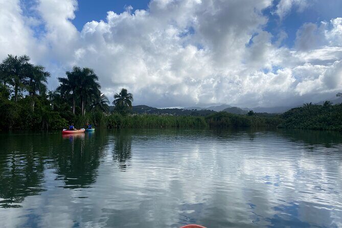 Rainforest Kayak Tour - What to Expect from the Rainforest Kayak Tour