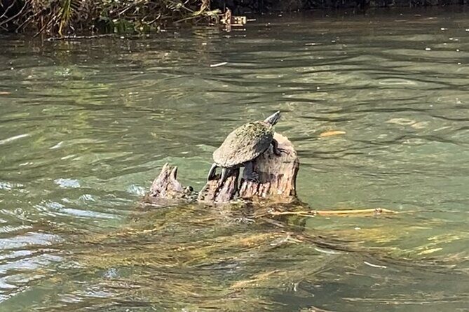 Rainforest Kayak Tour - Frequently Asked Questions