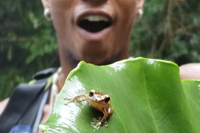 Rainforest River Hike and Waterfalls Adventure - What to Expect from the Rainforest River Hike and Waterfalls Adventure