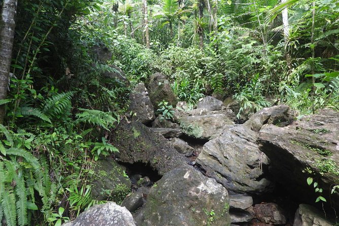 Rainforest River Nature Walk Adventure and Luquillo Beach - Common Questions