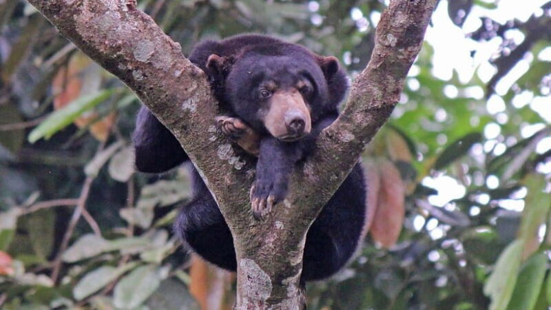 Rainforest Tour, Labuk Bay, Sun Bear & Sepilok | Sandakan - Is This Tour Worth It?