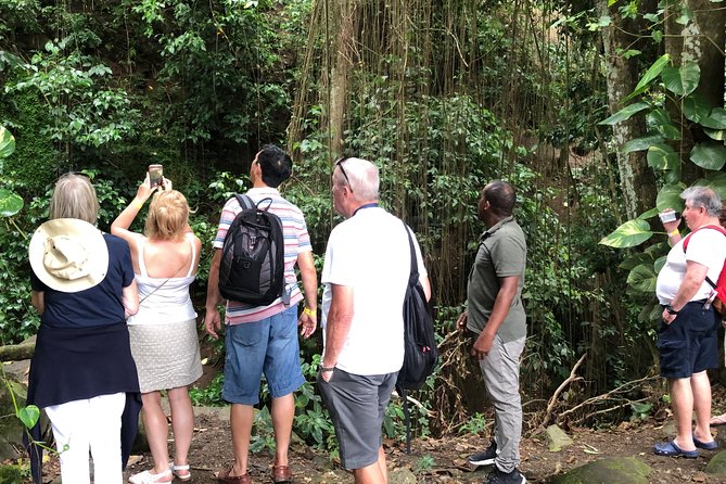 Rainforest Tours in St. Kitts - Flora and Fauna Encounters