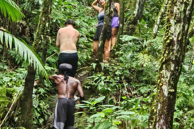Rainforest Waterfall Hike With Rastafarian Nature Guide - Transportation and Logistics Details