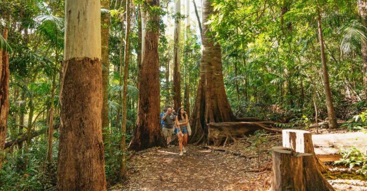 Rainforests and Glow Worm Cave: Day Tour From Brisbane - Key Experience Highlights