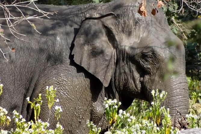 Rajaji National Park - Jeep Safari in Rishikesh - Important Booking Information