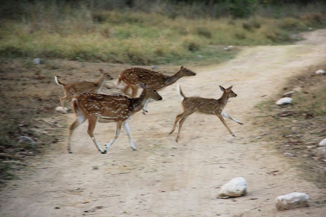 Rajaji National Park - Jeep Safari in Rishikesh - Transparent Pricing Details