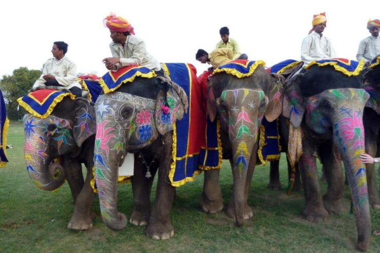 Rajasthan Jodhpur Bishnoi Village Safari With Authentic Food - Activity Details
