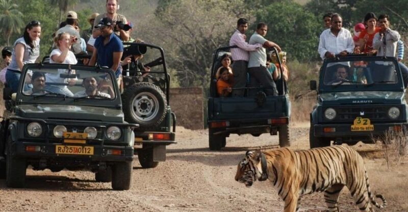 Rajasthan: Ranthambore National Park Safari - Authenticity and Guide Expertise