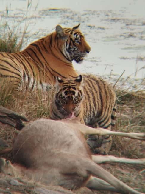 Rajasthan: Ranthambore National Park Safari - Good To Know