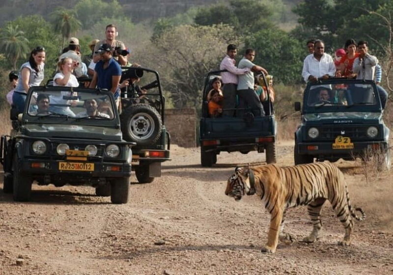 Rajasthan: Ranthambore National Park Safari - Introduction to Ranthambore Safari