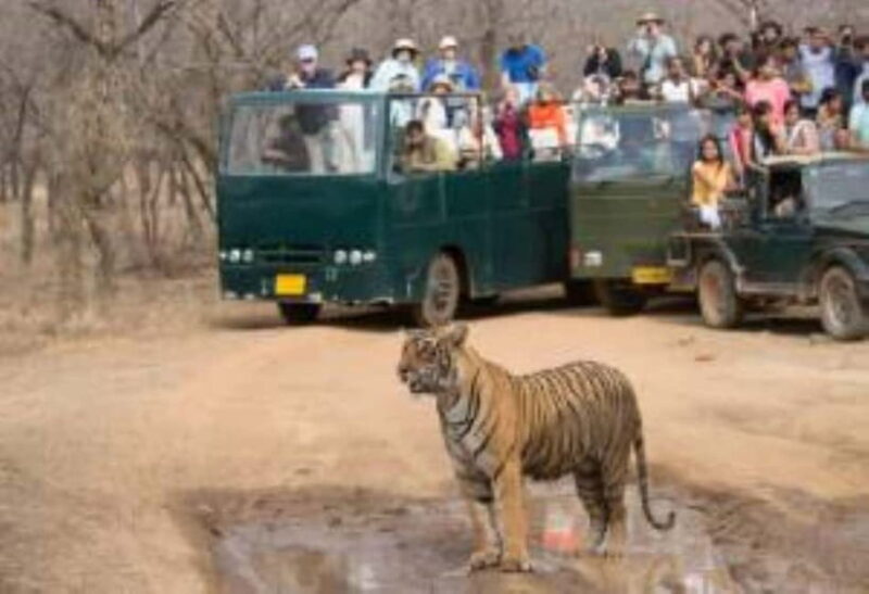 Rajasthan: Ranthambore National Park Safari - The Guide and Experience Quality