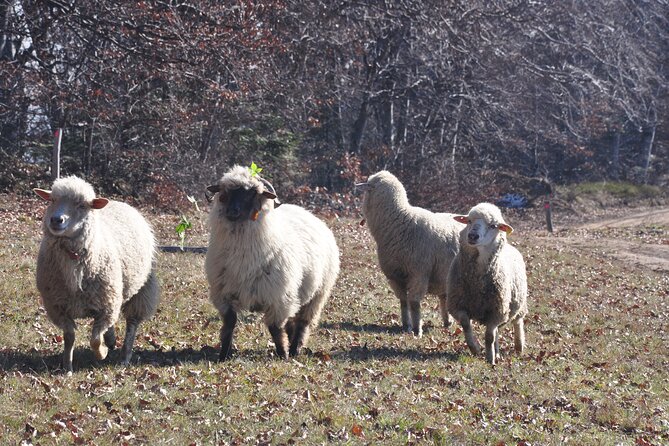 Rambling in Transylvania - Professional Guided Walking Tour