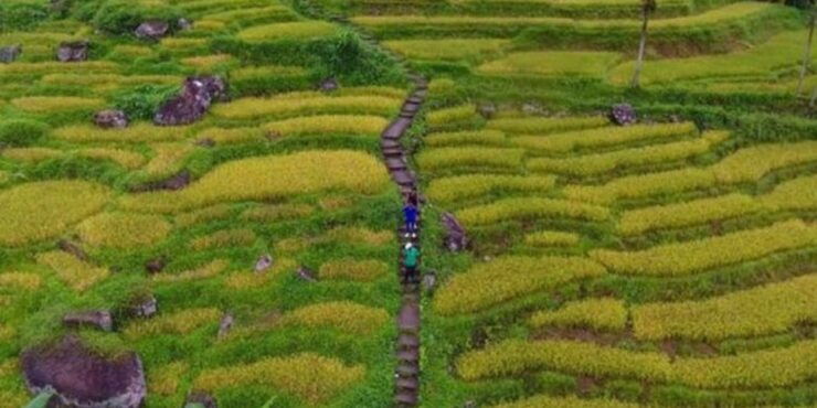Ramboda: Village Trekking Tour With Authentic Village Lunch! - Tour Highlights