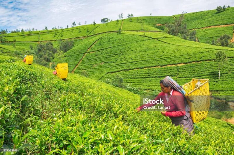 Ramboda Waterfall Bathing by Tuk-Tuk & Tea Experience - Practical Details & Why They Matter