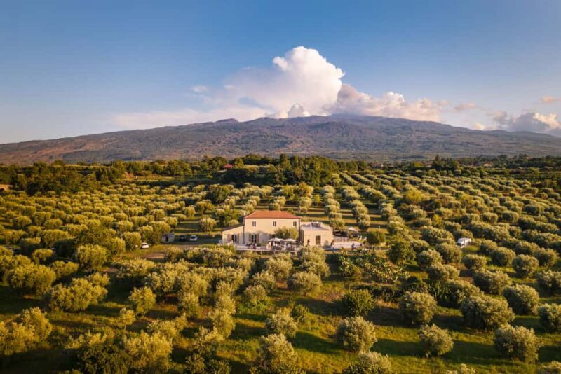 Randazzo: Extra virgin olive oil tasting and olive grove tour - An In-Depth Look at the Olive Grove Tour