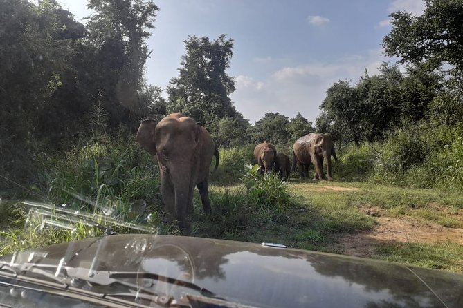 Rangiri Jeep Safari Sigiriya Lion Rock & Evening Jeep Safari - Common Questions