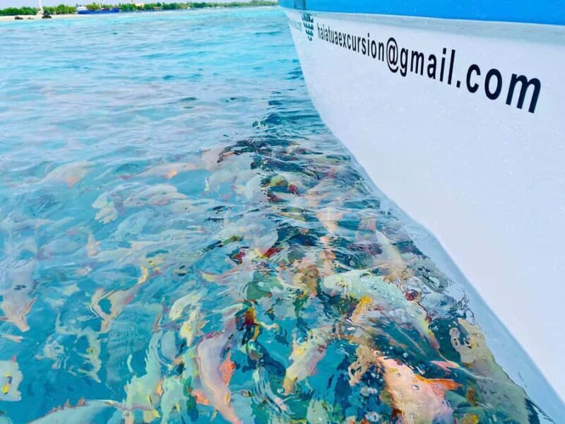 Rangiroa: Blue Lagoon Tiputa Pass Coral Garden Island Birds - A Deep Dive into the Rangiroa Tour