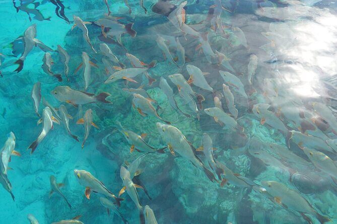 Rangiroa Snorkeling and Dolphin Cruise - Detailed Breakdown of the Tour Experience