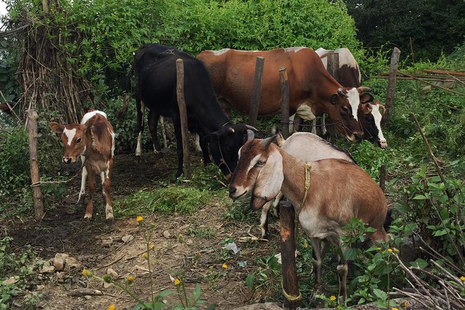 Ranikot Village Hiking in Kathmandu - Common Questions