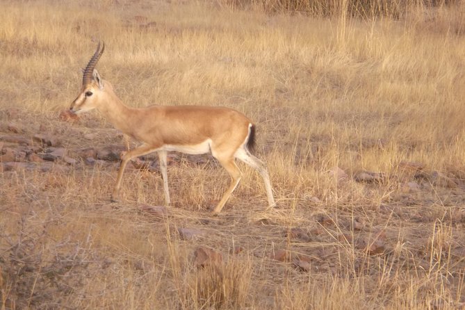 Ranthambhore National Park - Transportation Options