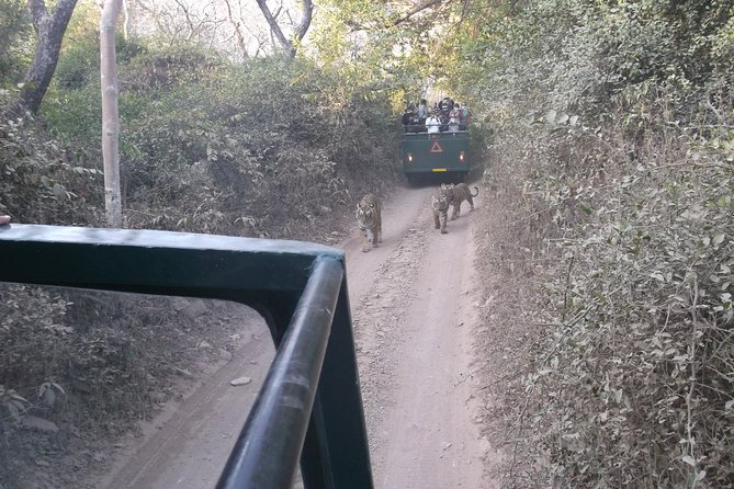 Ranthambhore National Park - Closure Periods and Pricing